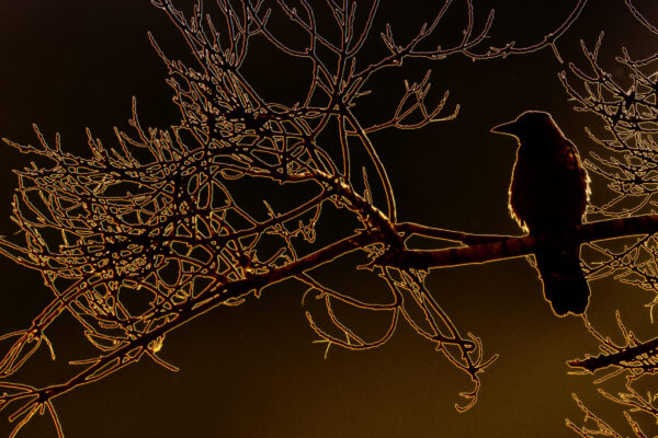 oiseau.doré