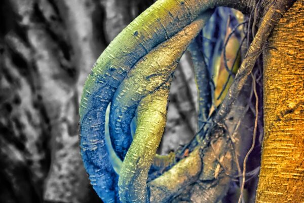 La nature est curieuse : dans un zoo on découvre des arbres qui se prennent pour des éléphants…attention, ça trompe énormément !