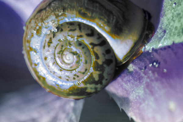 La rosée a déposé sur ma coquille Des gouttes limpides, de couleur vif-argent, Et moi, j’avance sur la mousse, à pas lents, Cherchant, pour me reposer, une jonquille