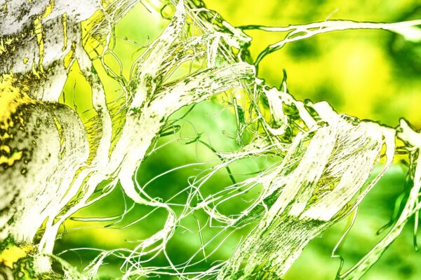Courbes, volutes, tours et détours, La nature s’amuse
