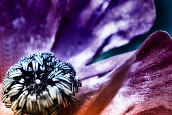Quoi de plus fragile que le cœur de cette fleur ? Et quoi de plus beau que son lit de pétales ?