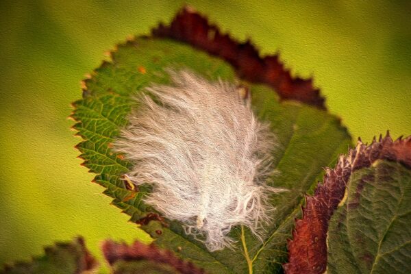 Elle est petite et fragile, douce et légère, En un mot : éphémère, Et décore sans le savoir, le lit De feuilles qui la reçoit.