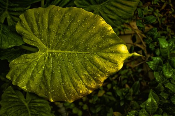 Oh quelles jolies perles ! dit la feuille, tout étonnée; Les gouttes de pluie se sont bien amusées !