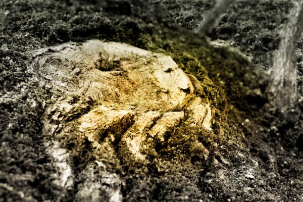Des creux, des bosses, deux yeux, une mâchoire, La souche se transforme en tête de lion