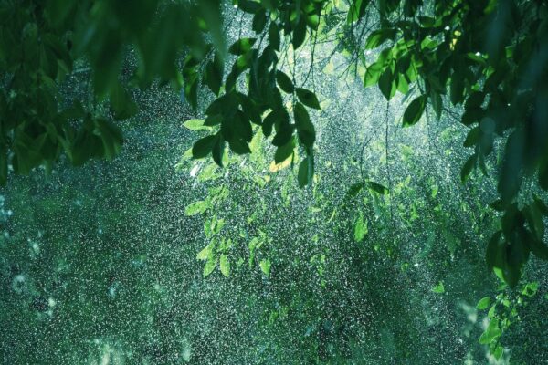 Sous la douche matinale Les arbres frissonnent ; Une journée estivale Chaude et polissonne