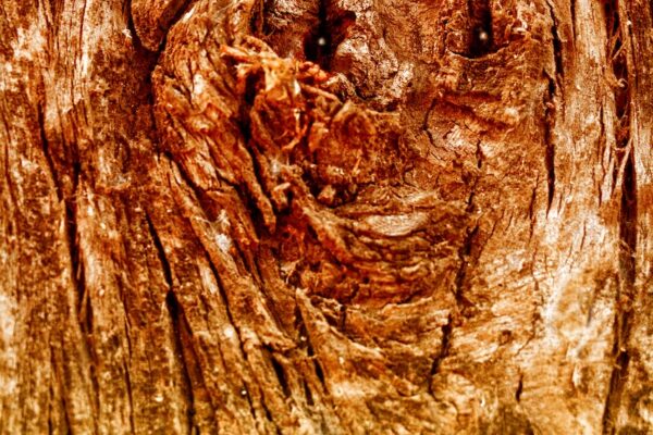 Dans la forêt enchantée, les sorcières et les fées Jouent à cache-cache.